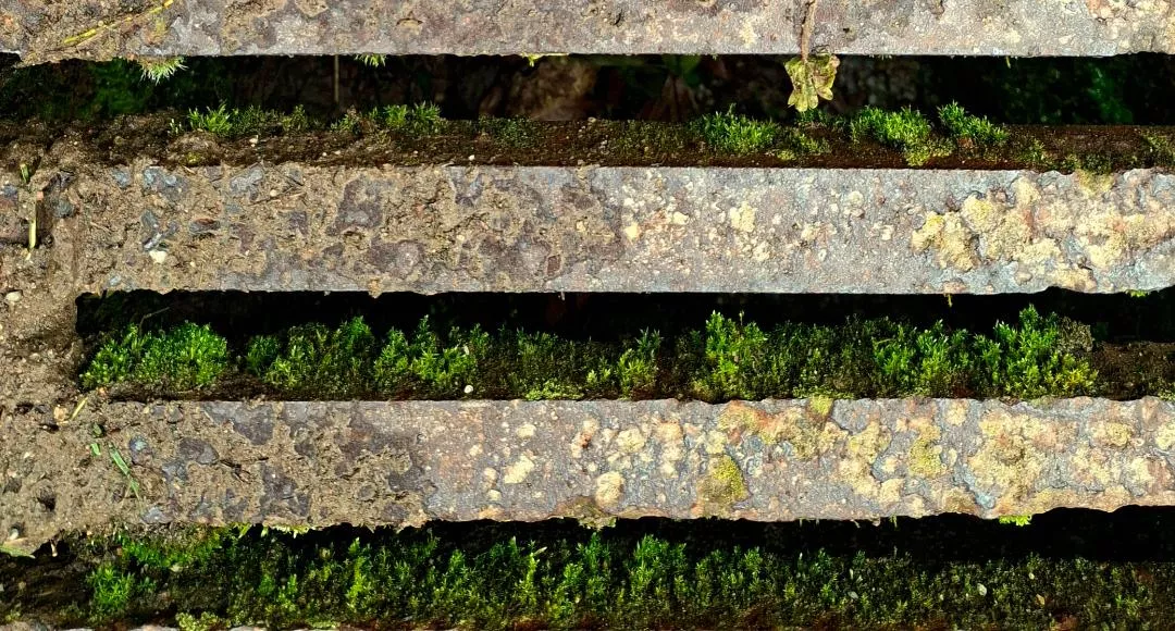 Un caniveau trivial et moussu